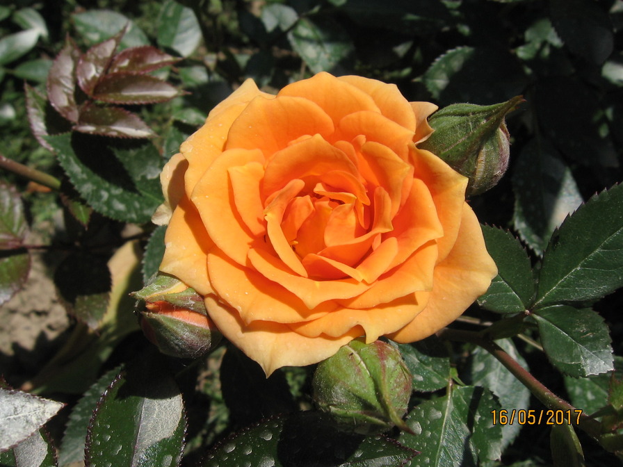 'Clementine ® (miniature, Evers/Tantau, 1997)' rose photo