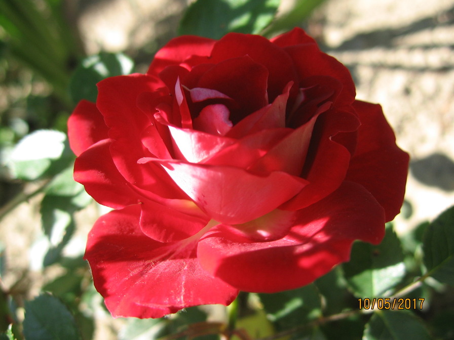 'Maidy ®' rose photo