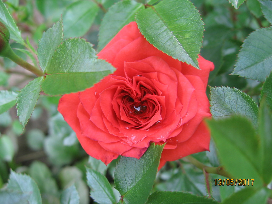 'Orange Juwel ™' rose photo