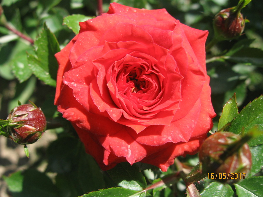 'Orange Juwel ™' rose photo