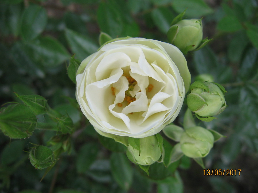 'Sneprinsesse ® (polyantha, Grootendorst, 1946)' rose photo