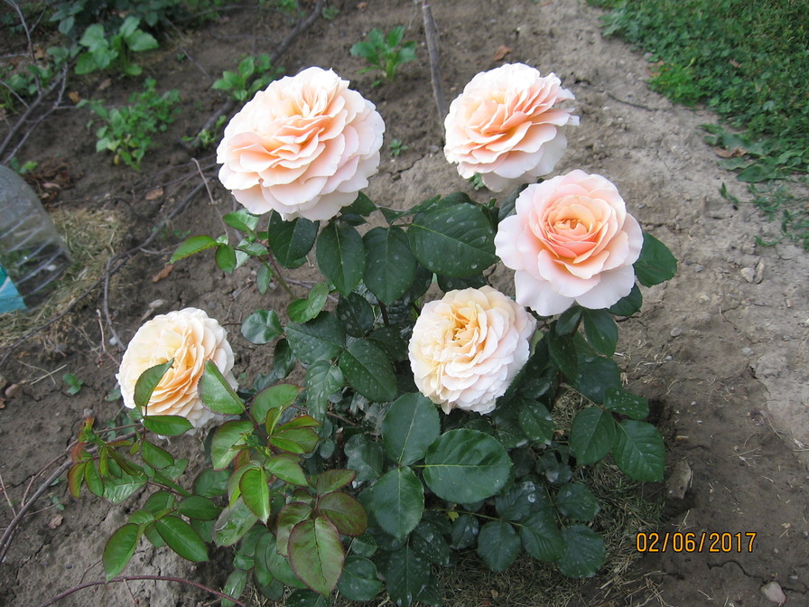 'Valencia ® (hybrid tea, Kordes before 1987)' rose photo