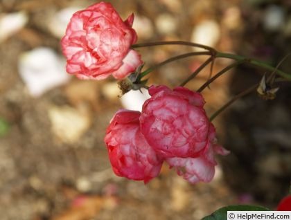 'Dick Koster Fulgens' rose photo