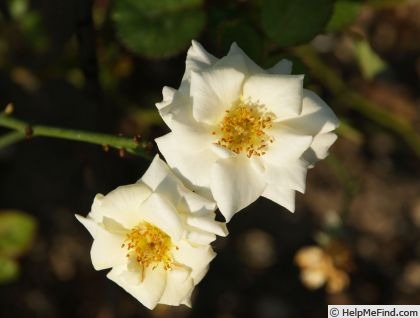 'Scentasia' rose photo