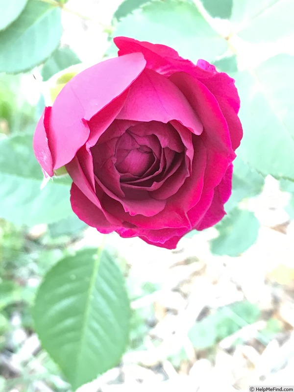 'Seedling 13-263' rose photo
