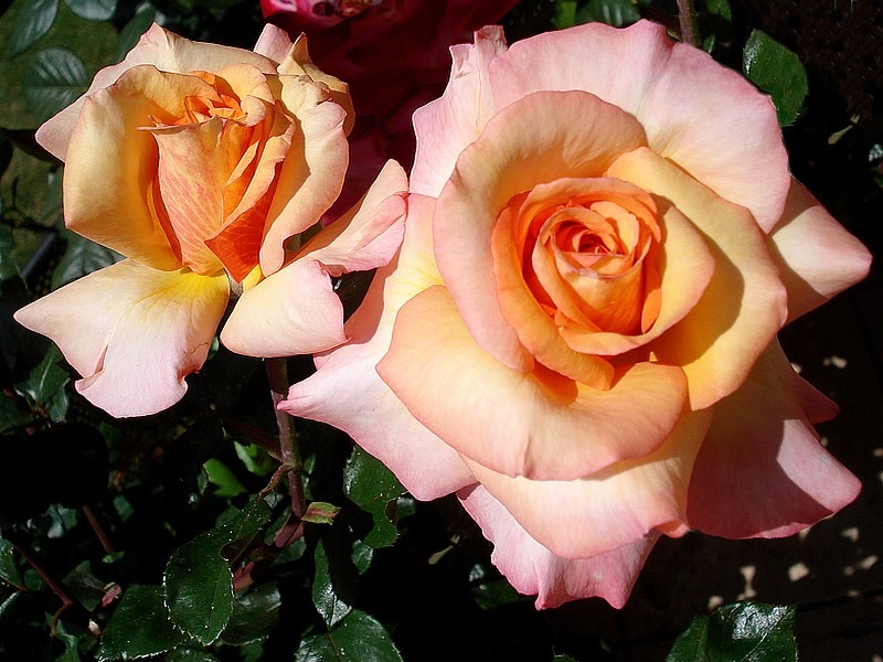 'Soledad ®' rose photo