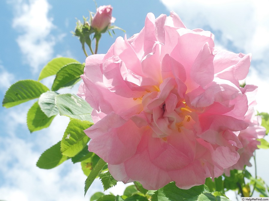 '<i>Rosa damascena</i> 'Celsiana'' rose photo