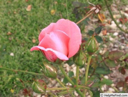 'Queenie' rose photo