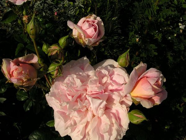 'Balsgårds Irma' rose photo