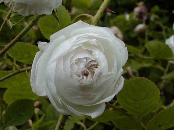 'Madame Zöetmans' rose, click to enlarge 'Madame Zöetmans' rose photo