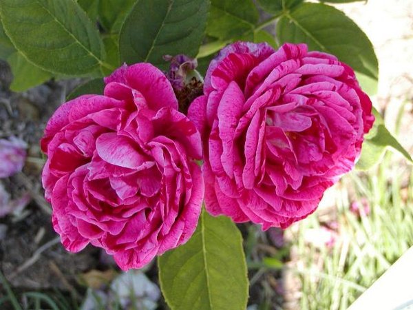 'Č.S.R.' rose photo