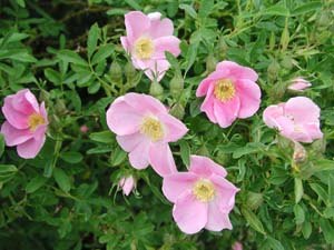 '<i>Rosa foliolosa</i> Nutt. ex Torr. & A.Gray' rose photo