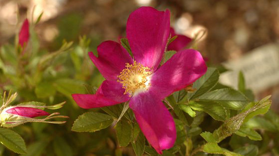 '<i>Rosa foliolosa</i> Nutt. ex Torr. & A.Gray' rose photo