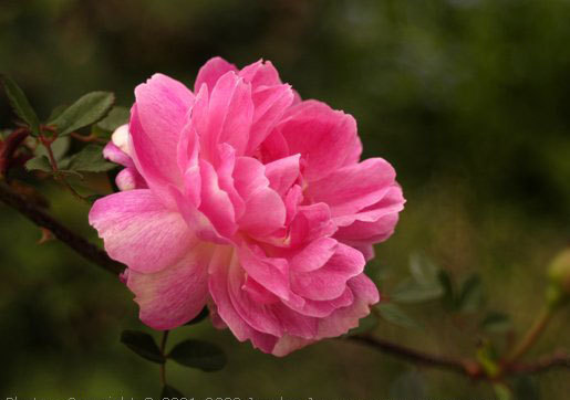 '<i>Rosa chinensis</i> Jacq.' rose photo