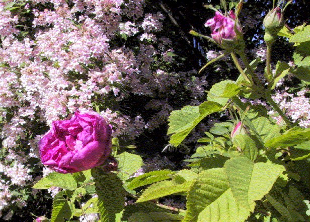 '<i>Rosa</i> x <i>francofurtana agatha</i>' rose photo