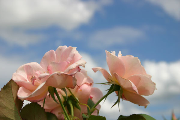 'First Kiss (floribunda, Warriner, 1990)' rose photo