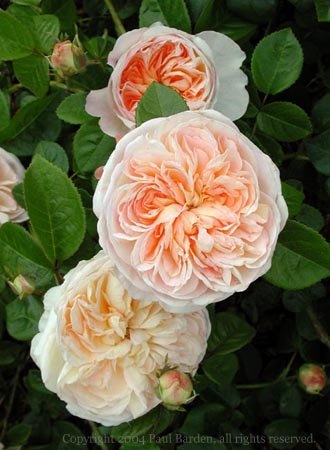'Marianne (gallica, Barden 2001)' rose photo