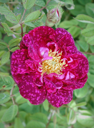 'Song of the Stars' rose photo