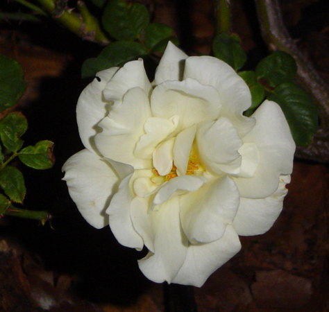 'French Lace' rose photo