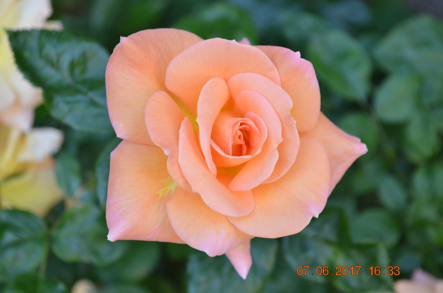 'Flamenco (floribunda, McGredy, 1955)' rose photo