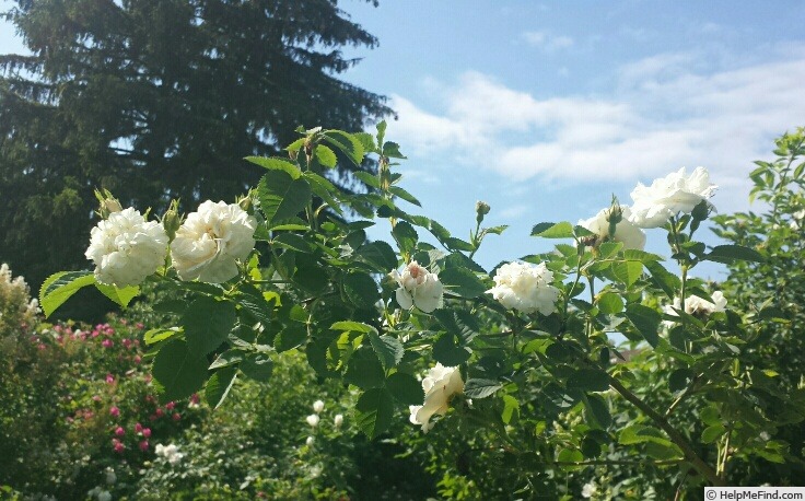 'Pompon Blanc Parfait' rose photo