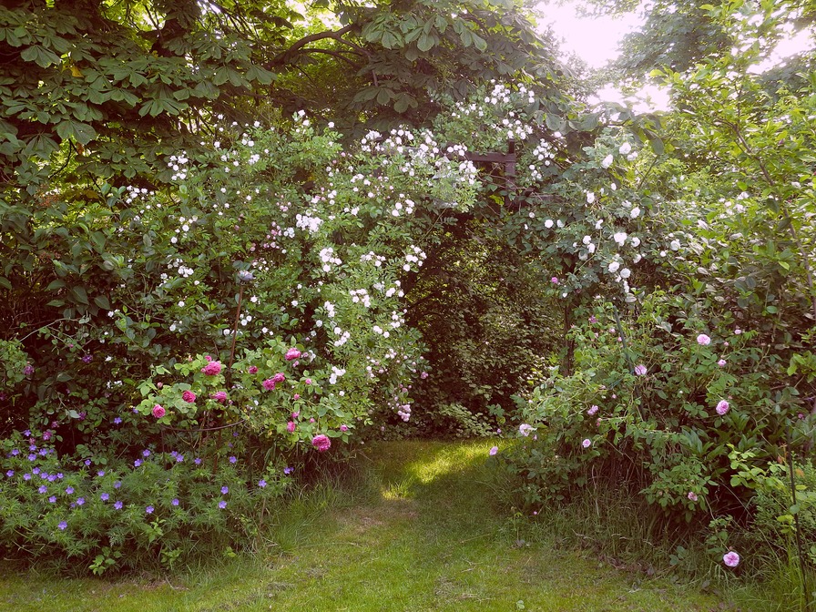 'Rose Garden In Bordesholm/Northern Germany'  photo
