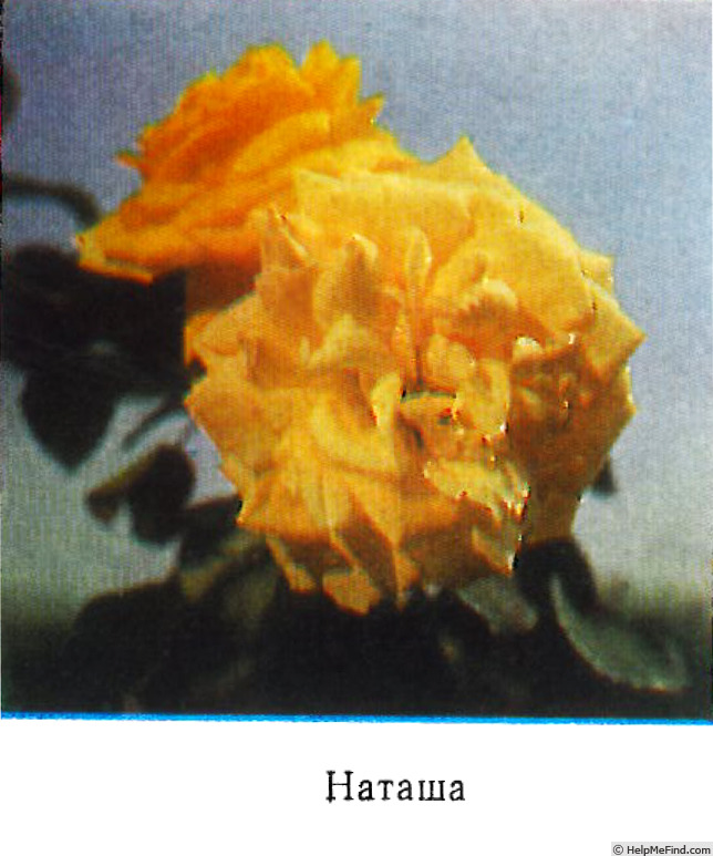 'Natasha (floribunda, Staikov 1974)' rose photo