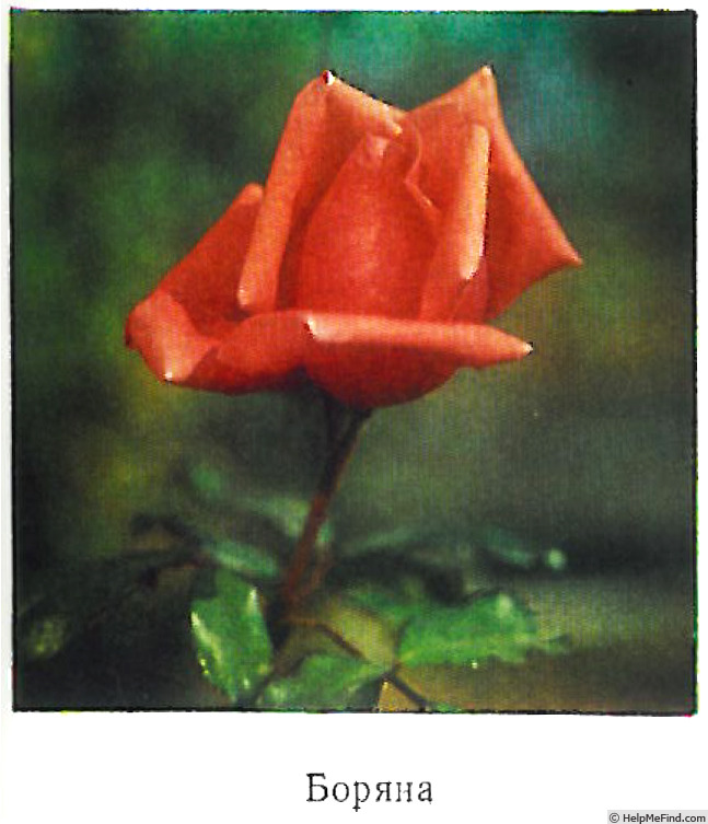 'Boryana' rose photo