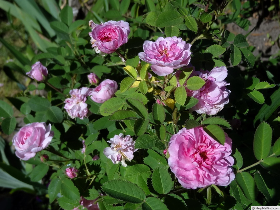 'Pompon Rose (syn. 'De Meaux')' rose photo