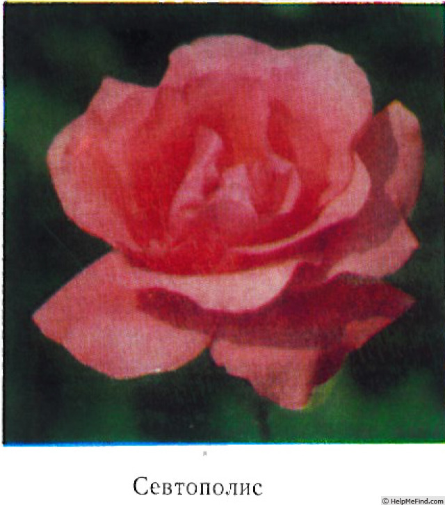 'Seftopolis' rose photo