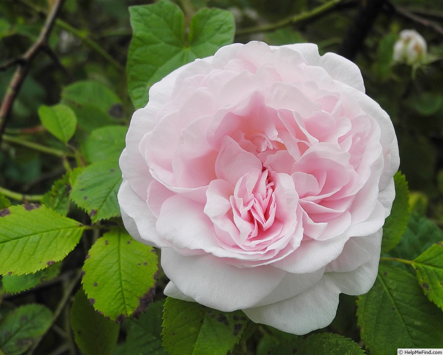 'Chloris (alba, Descemet, pre 1815)' rose photo