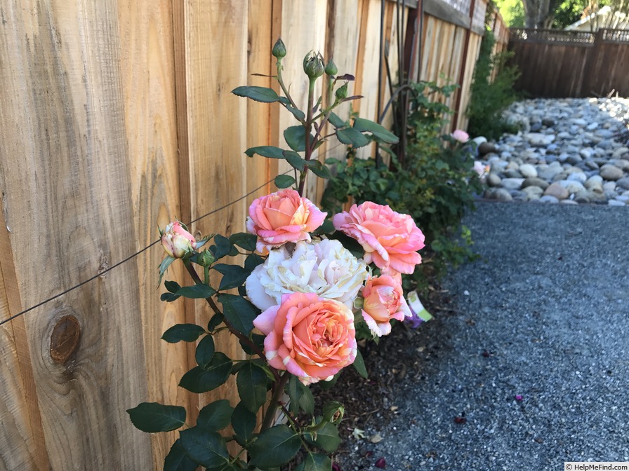 'Peach Swirl ™' rose photo
