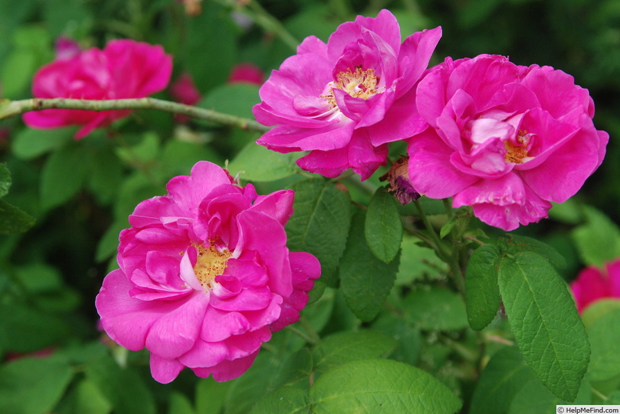 'Rosa gallica 'Officinalis'' rose photo