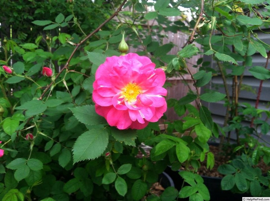 'DLFED 3' rose, click to enlarge 'DLFED 3' rose photo