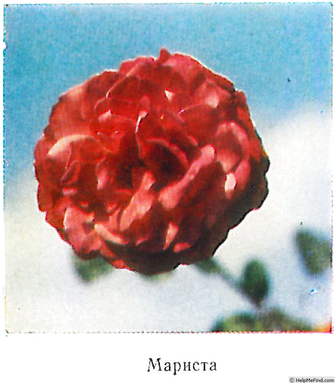 'Marista' rose photo