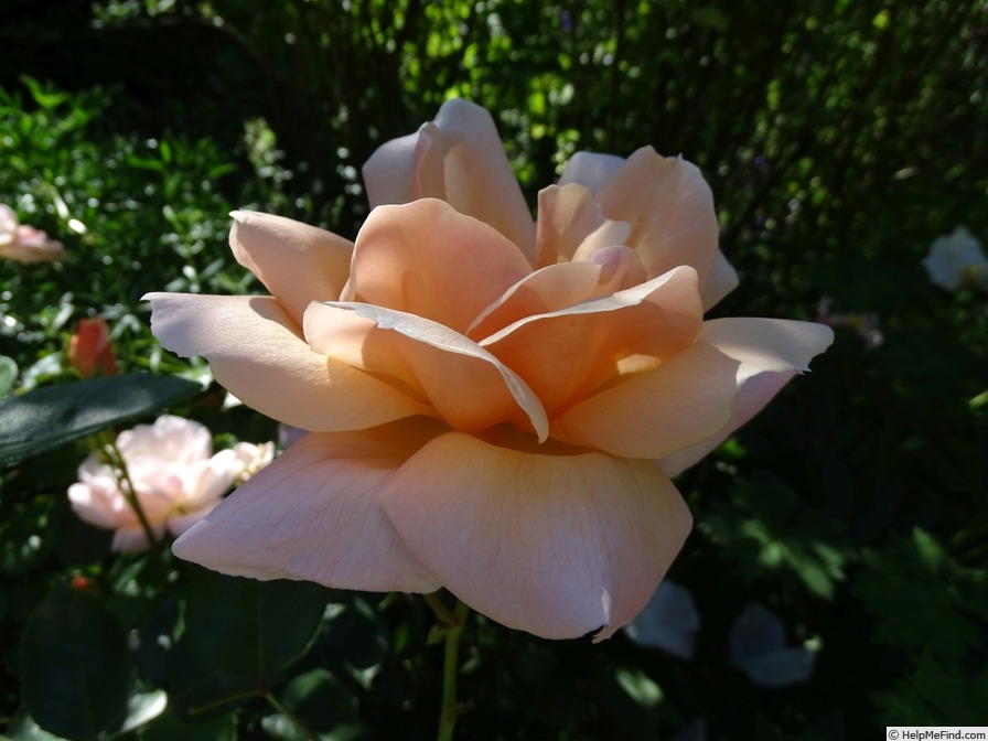 'Beadrum' rose photo