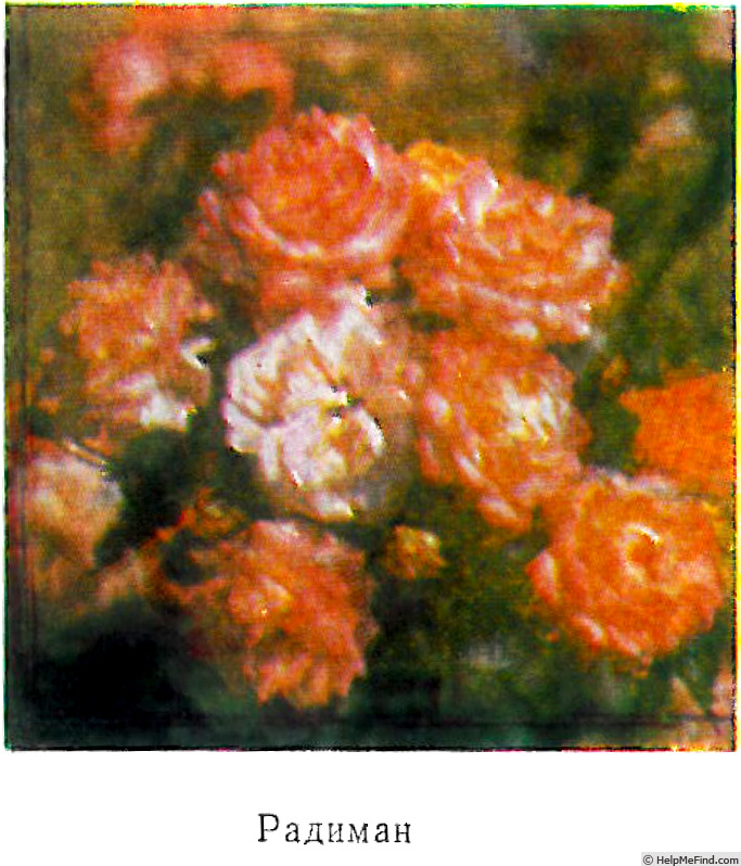 'Radiman' rose photo