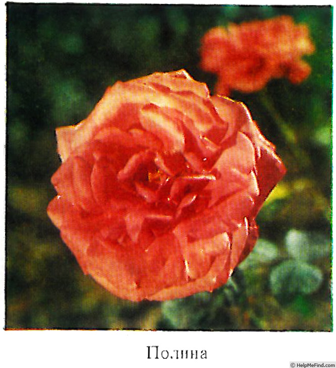 'Polina (hybrid tea, Staikov 1984)' rose photo
