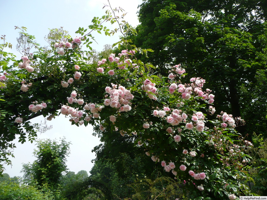 'Paul's Tea Rambler' rose photo