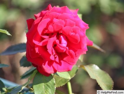 'Miss Schweiz' rose photo