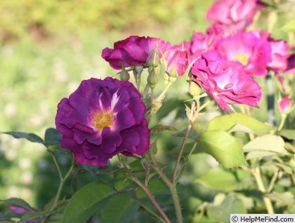 'ORA 640' rose photo