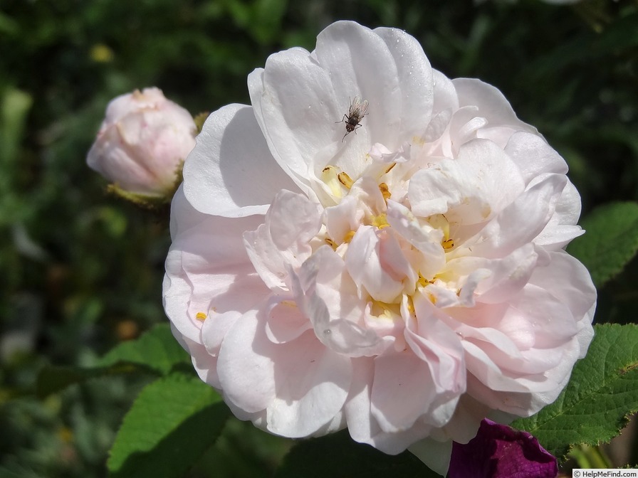 'Comtesse de Murinais (moss, Vibert, 1842)' rose photo