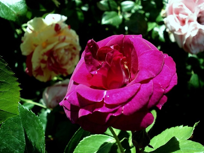 'Audacieuse 21' rose photo