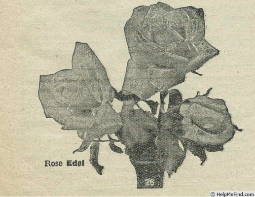 'Edel' rose photo