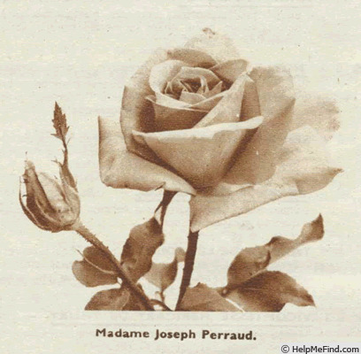 'Madame Joseph Perraud' rose photo