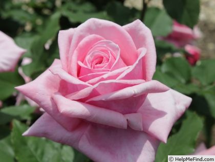 'City of Hereford' rose photo