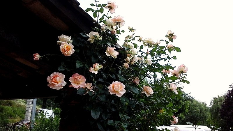 'Pierre Tchernia ®' rose photo