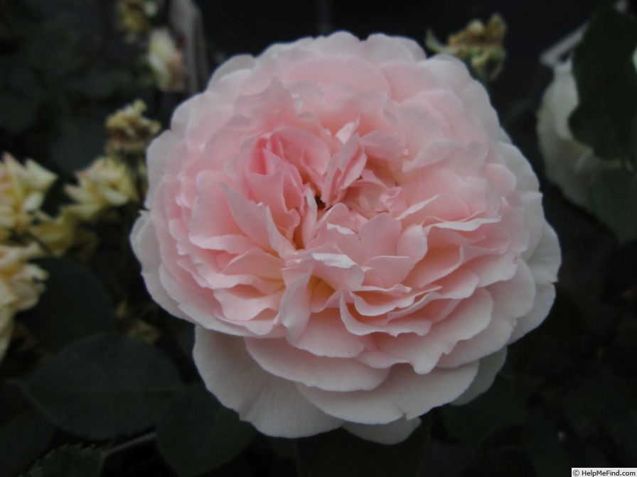 'Märchenzauber ®' rose photo