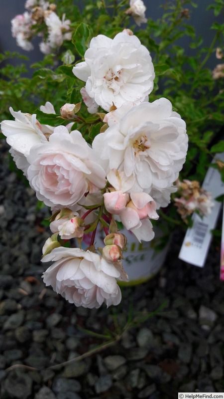 'Snow Pop ®' rose photo