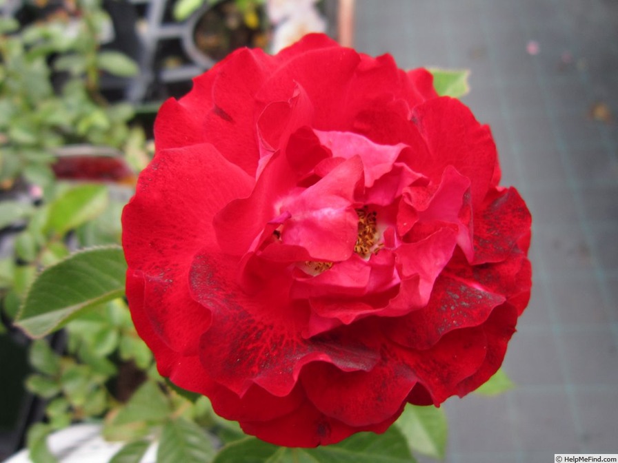 'Rose der Einheit ®' rose photo